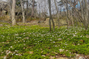 Bilde av Yxney friluftsområde